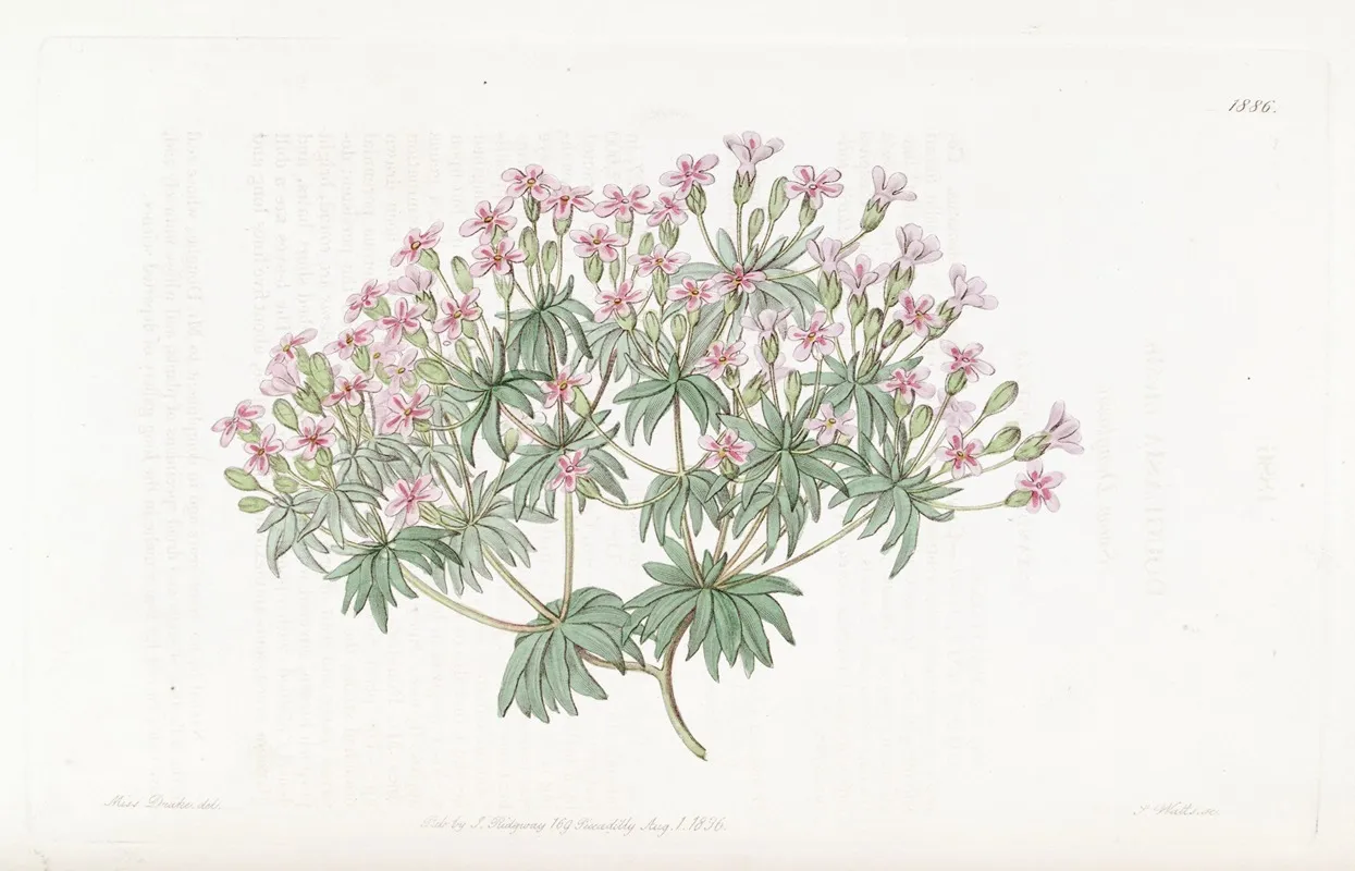 Snow Douglasia Wall Art by Sydenham Edwards - High-Resolution Digital Print