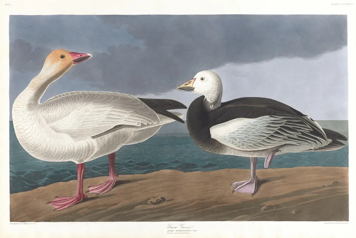 Snow Geese Wall Art by John James Audubon - High-Resolution Digital Print