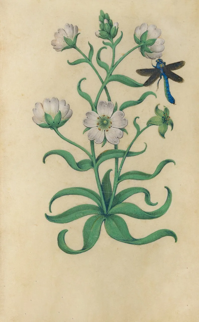 Snow In Summer Cerastium Tomentosum With A Dragonfly Wall Art by Master of Claude de France - High-Resolution Digital Print