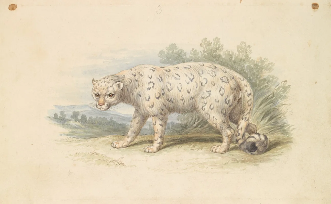 Snow Leopard