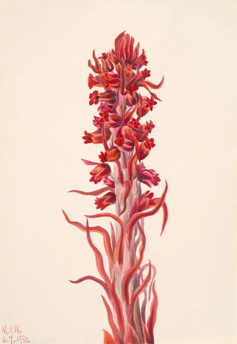 Snow Plant Sarcodes Sanguinea 2