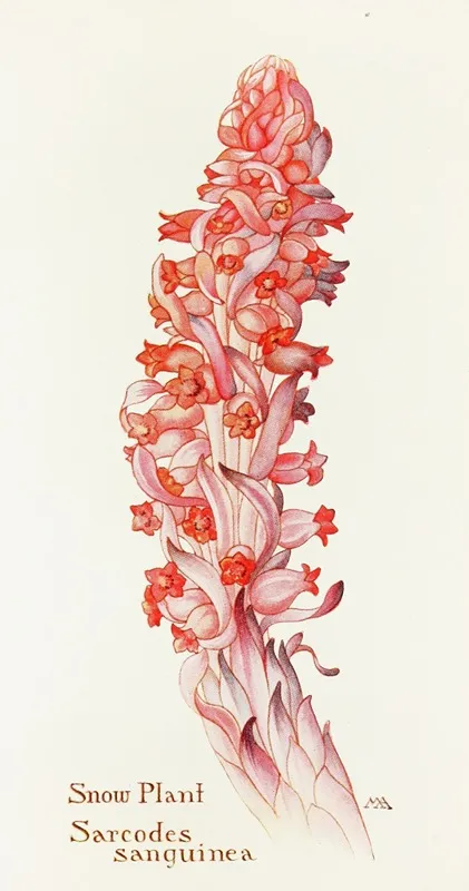 Snow Plant Wall Art by Margaret Armstrong - High-Resolution Digital Print