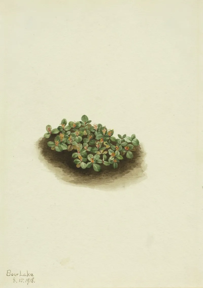 Snow Willow Salix Nivalis 2