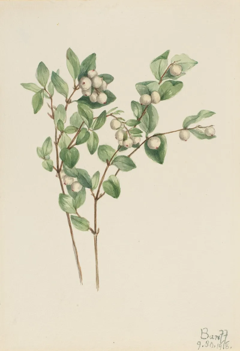 Snowberry Symphoricarpos Albus