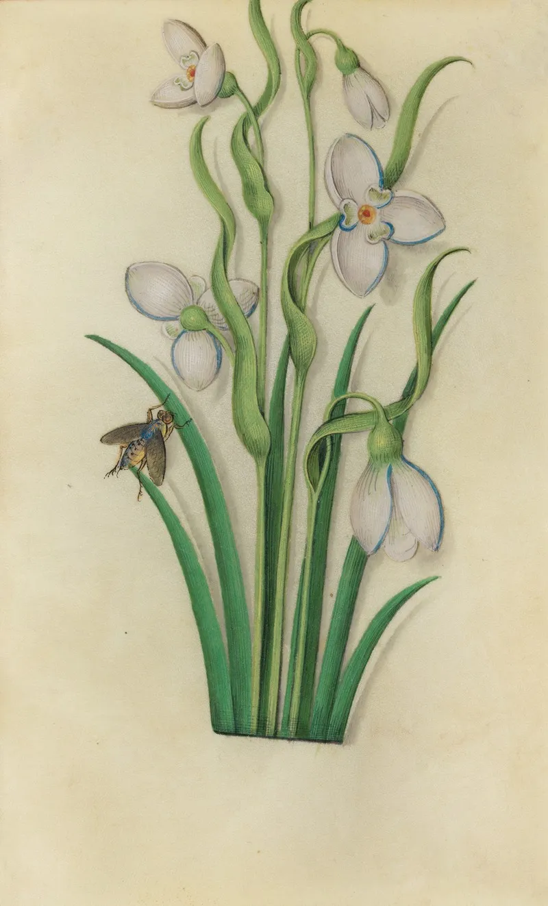 Snowdrop Galanthus Nivalis With A Fly Wall Art by Master of Claude de France - High-Resolution Digital Print