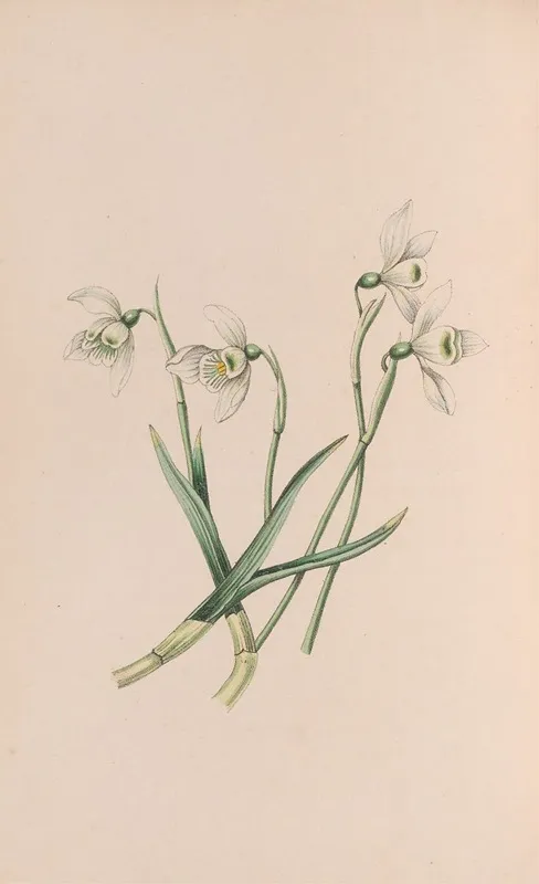 Snowdrop Wall Art by John Stevens Henslow - High-Resolution Digital Print