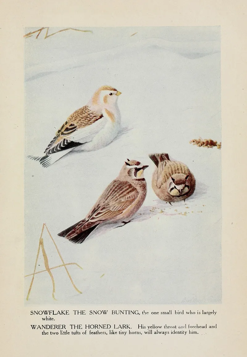 Snowflake The Snow Bunting Wanderer The Horned Lark Wall Art by Louis Agassiz Fuertes - High-Resolution Digital Print
