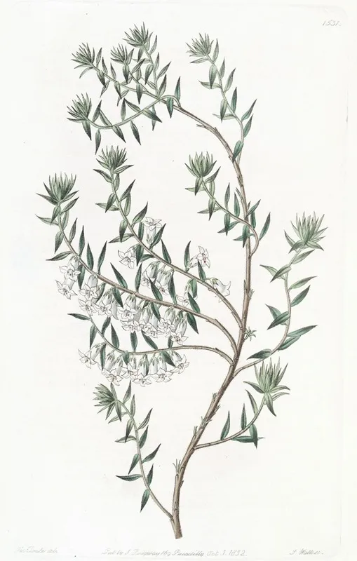 Snowy Epacris Wall Art by Sydenham Edwards - High-Resolution Digital Print