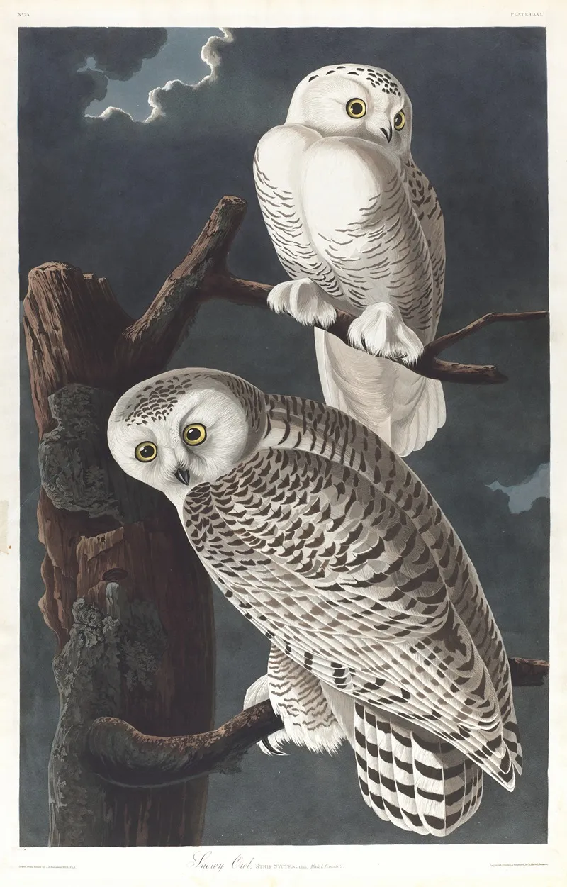 Snowy Owl 2 Wall Art by John James Audubon - High-Resolution Digital Print