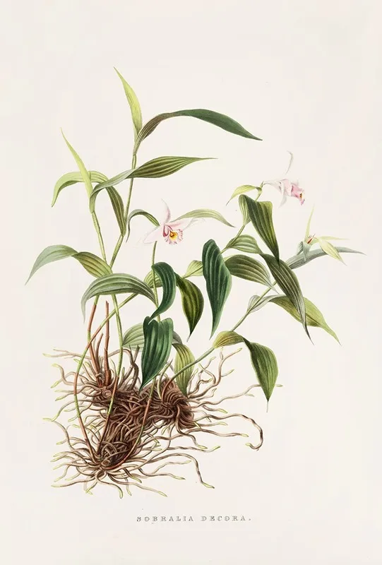 Sobralia Decora Wall Art by James Bateman - High-Resolution Digital Print