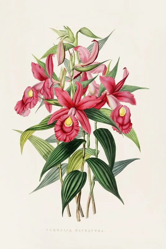 Sobralia Macrantha Wall Art by James Bateman - High-Resolution Digital Print
