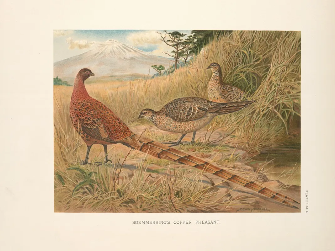 Soemmerings Copper Pheasant Syrmaticus Soemmerringi Soemmerringi Wall Art by Edwin Megargee - High-Resolution Digital Print