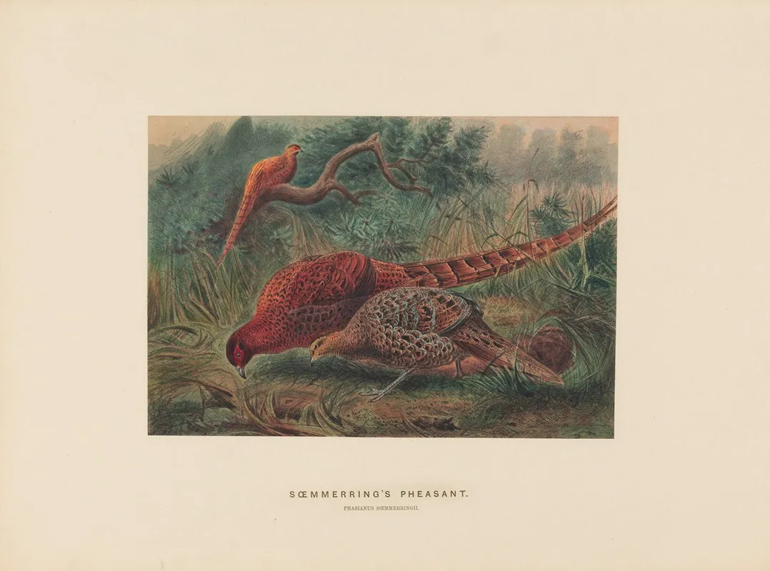 Soemmerings Pheasant Wall Art by Joseph Wolf - High-Resolution Digital Print