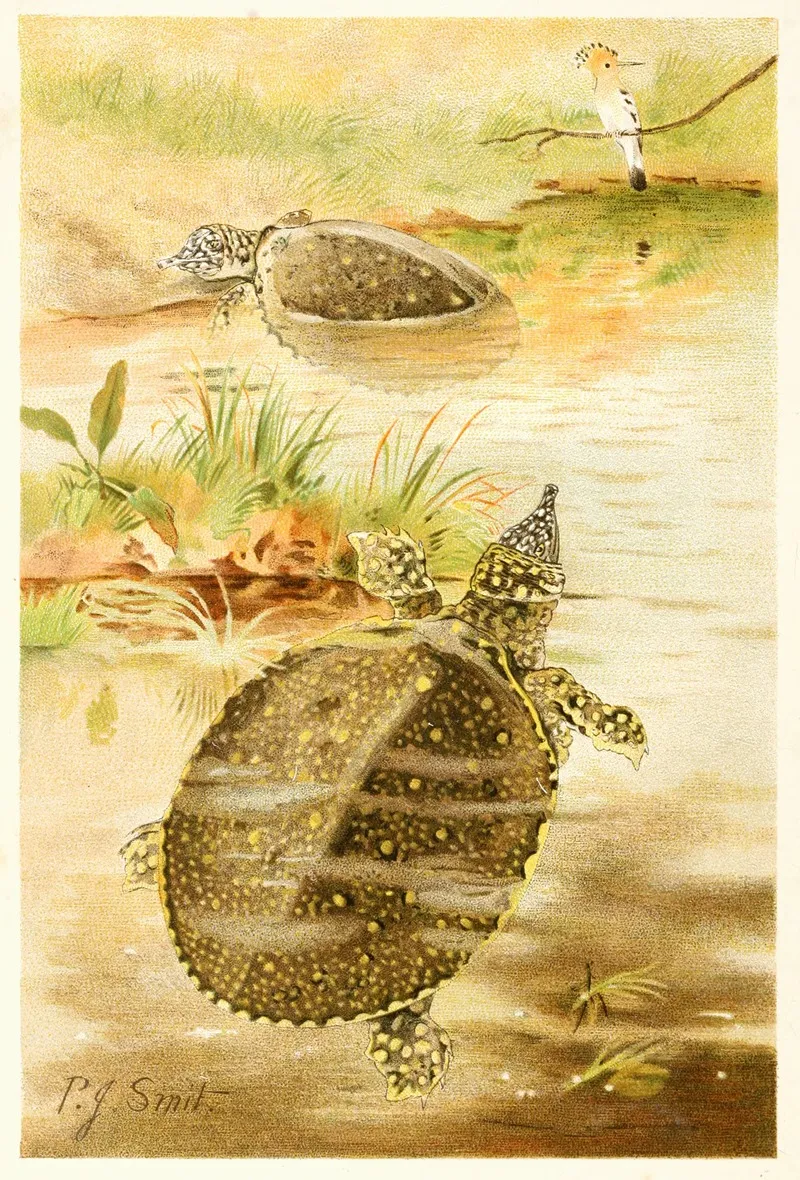 Soft River Tortoises Wall Art by Pierre Jacques Smit - High-Resolution Digital Print