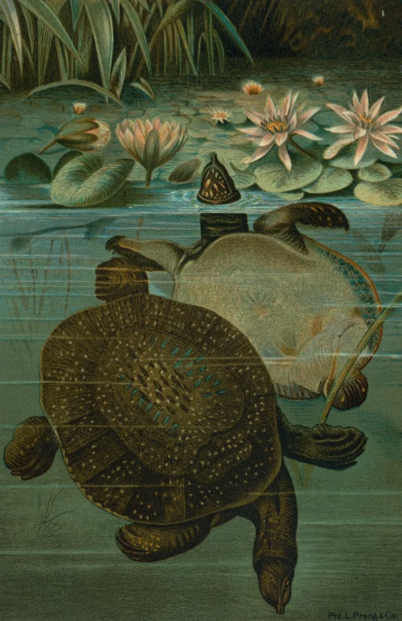 Soft Turtles Wall Art by John George Wood - High-Resolution Digital Print