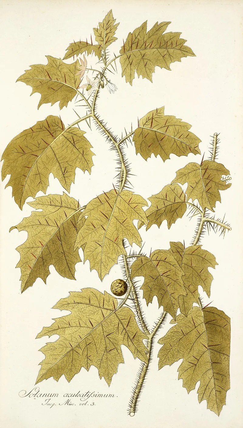 Solanum Aculeatissimum Wall Art by Nikolaus Joseph Freiherr von Jacquin - High-Resolution Digital Print