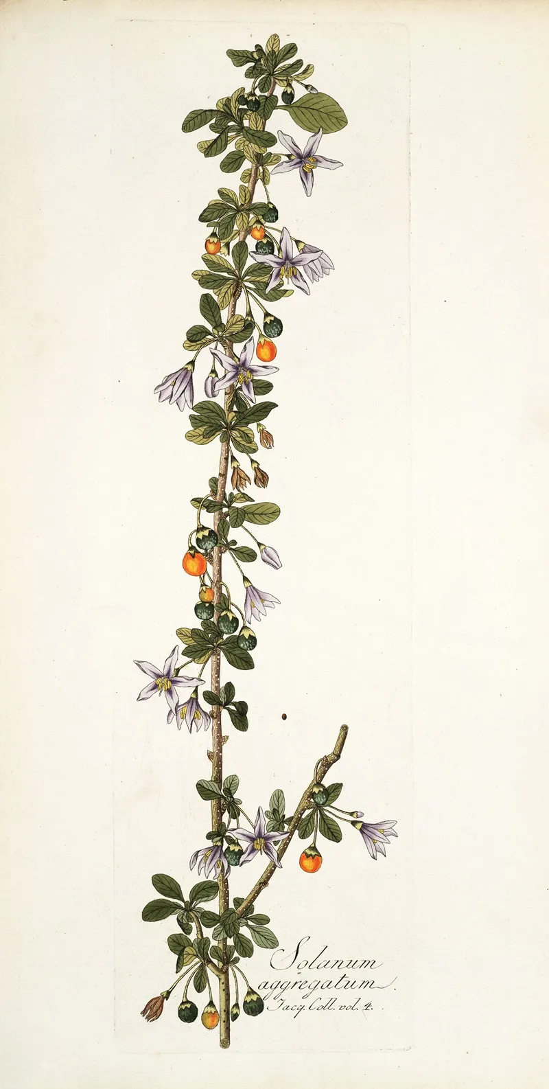 Solanum Aggregatum Wall Art by Nikolaus Joseph Freiherr von Jacquin - High-Resolution Digital Print