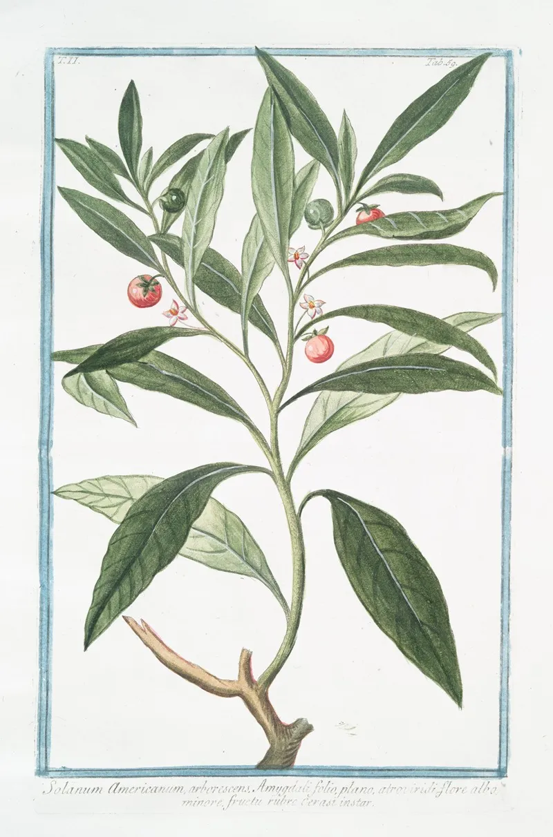 Solanum Americanum Arborescens Amuggdali Folio Plano Atroviridi Flore Alba Minore Fructu Rubre Cerasi Instar Nightshade