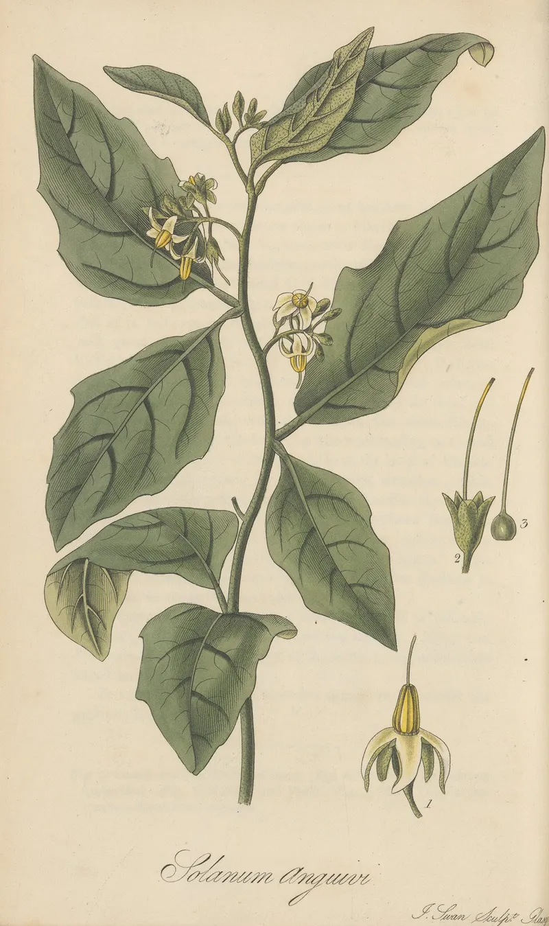 Solanum Anguivi Wall Art by William Jackson Hooker - High-Resolution Digital Print