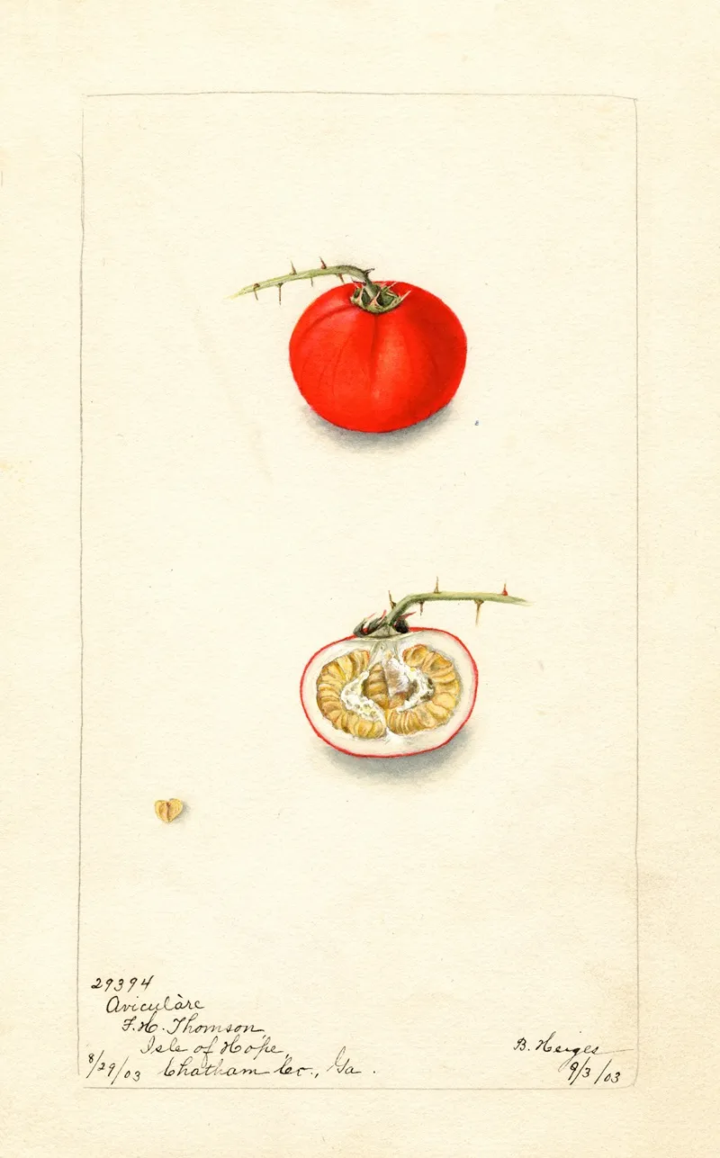 Solanum Aviculare Wall Art by Bertha Heiges - High-Resolution Digital Print