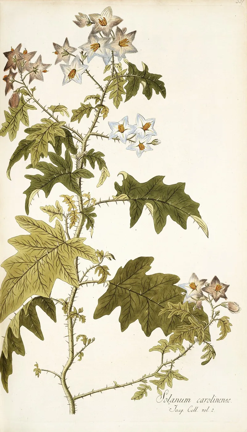 Solanum Carolinense Wall Art by Nikolaus Joseph Freiherr von Jacquin - High-Resolution Digital Print