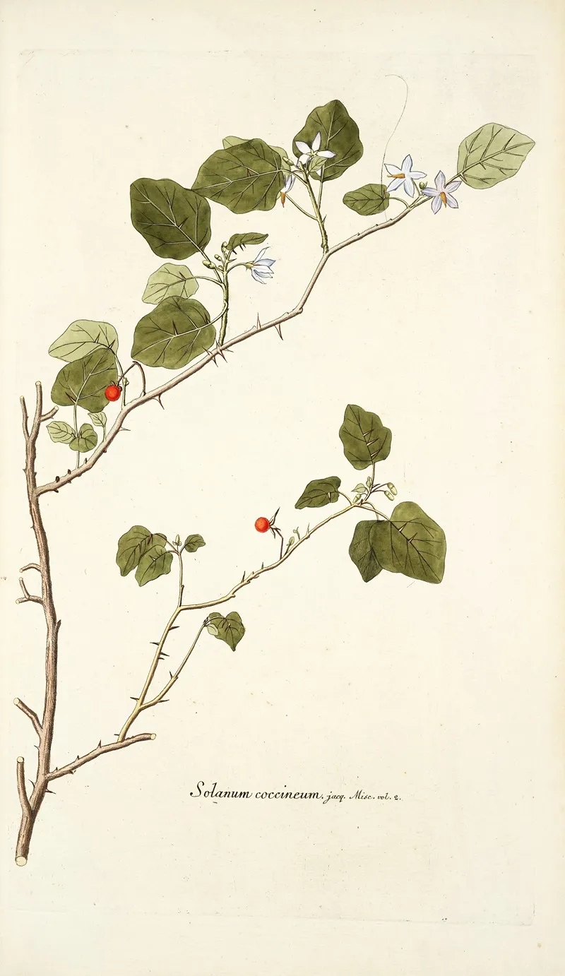 Solanum Coccineum Wall Art by Nikolaus Joseph Freiherr von Jacquin - High-Resolution Digital Print