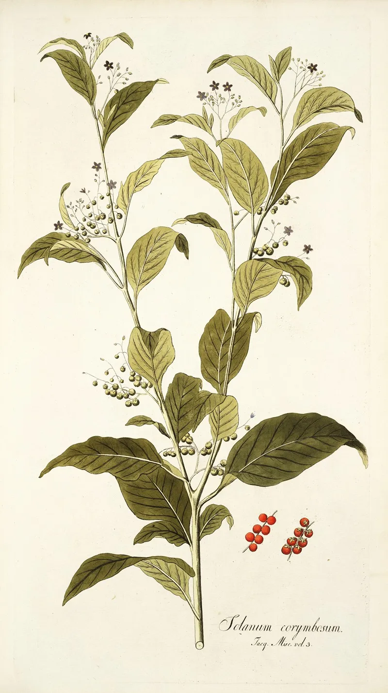 Solanum Corymbosum Wall Art by Nikolaus Joseph Freiherr von Jacquin - High-Resolution Digital Print