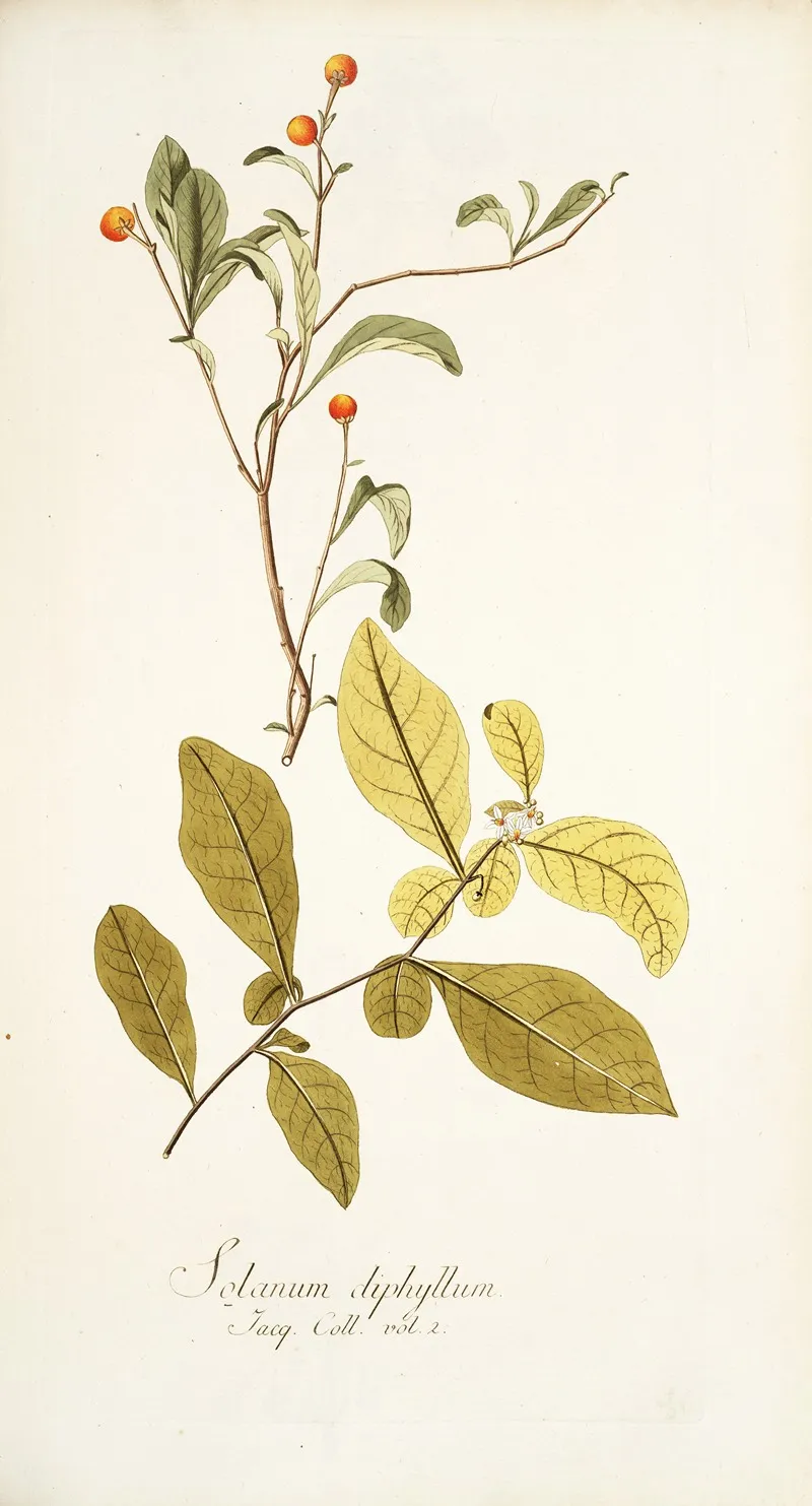 Solanum Diphyllum Wall Art by Nikolaus Joseph Freiherr von Jacquin - High-Resolution Digital Print