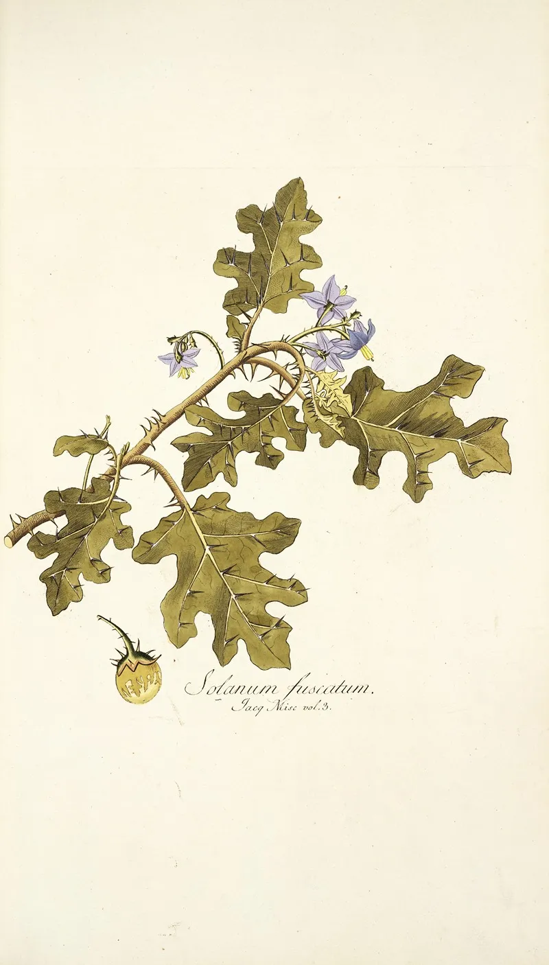 Solanum Fuscatum Wall Art by Nikolaus Joseph Freiherr von Jacquin - High-Resolution Digital Print