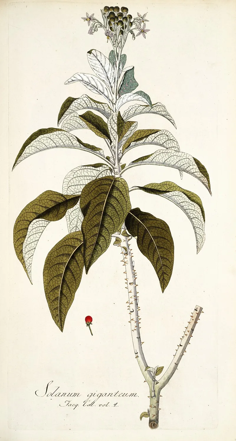Solanum Giganteum Wall Art by Nikolaus Joseph Freiherr von Jacquin - High-Resolution Digital Print
