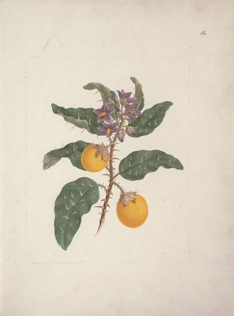 Solanum Incanum L Wild Egg Plant