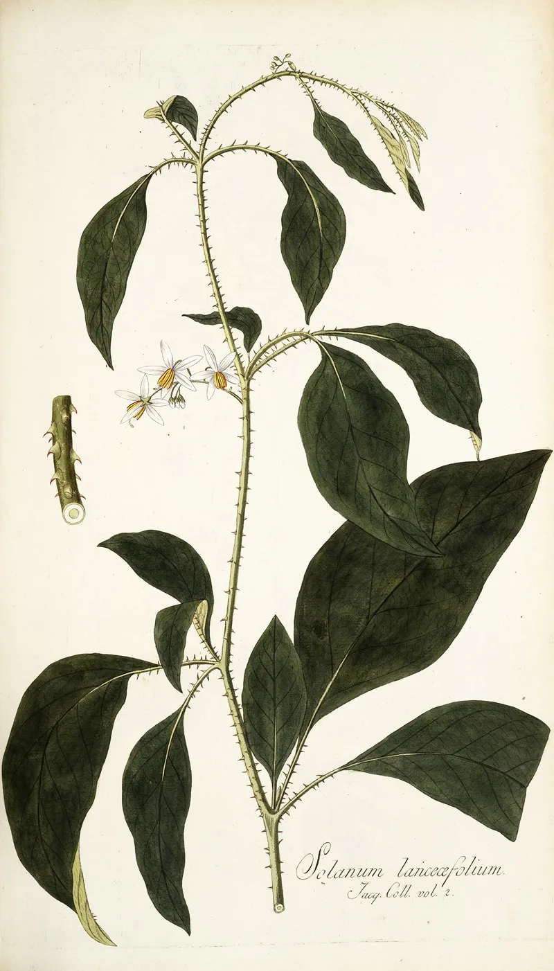 Solanum Lanceaefolium Wall Art by Nikolaus Joseph Freiherr von Jacquin - High-Resolution Digital Print