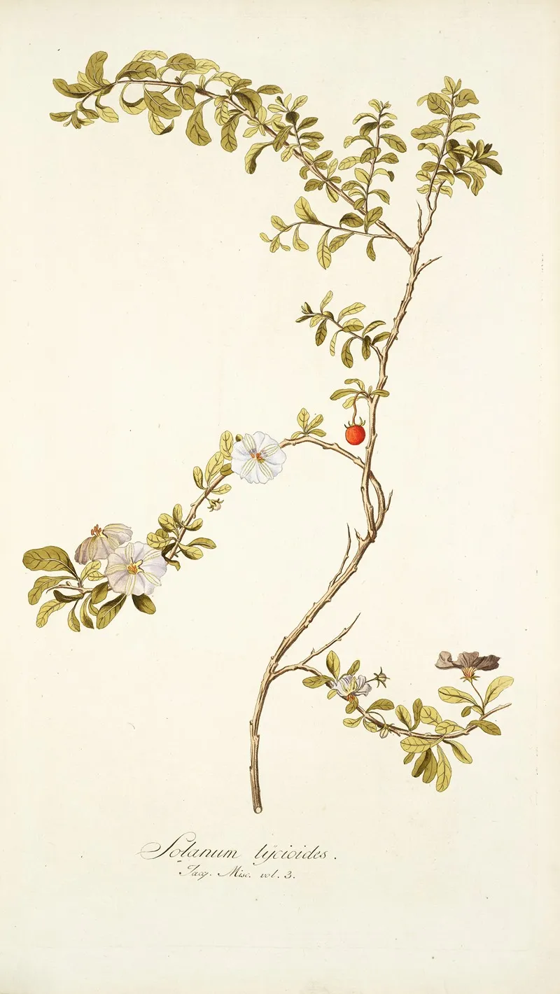 Solanum Lycioides Wall Art by Nikolaus Joseph Freiherr von Jacquin - High-Resolution Digital Print