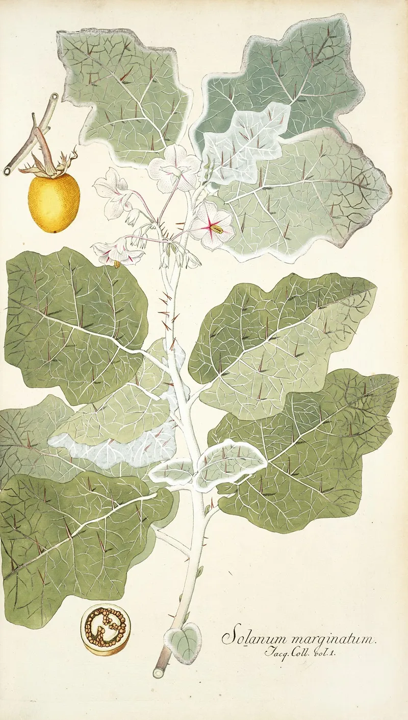 Solanum Marginatum Wall Art by Nikolaus Joseph Freiherr von Jacquin - High-Resolution Digital Print