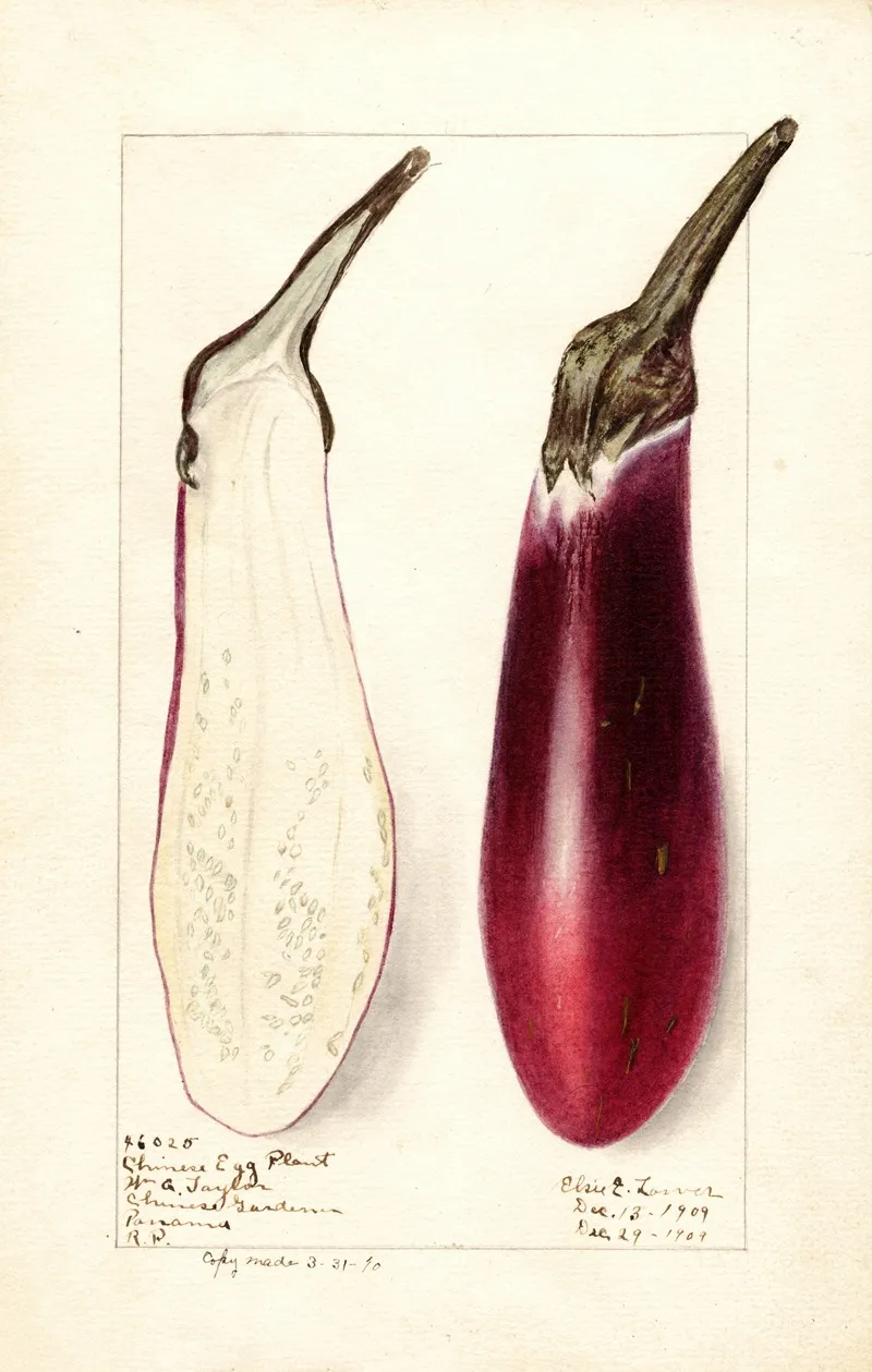 Solanum Melongena Chinese Eggplant Wall Art by Elsie E. Lower - High-Resolution Digital Print