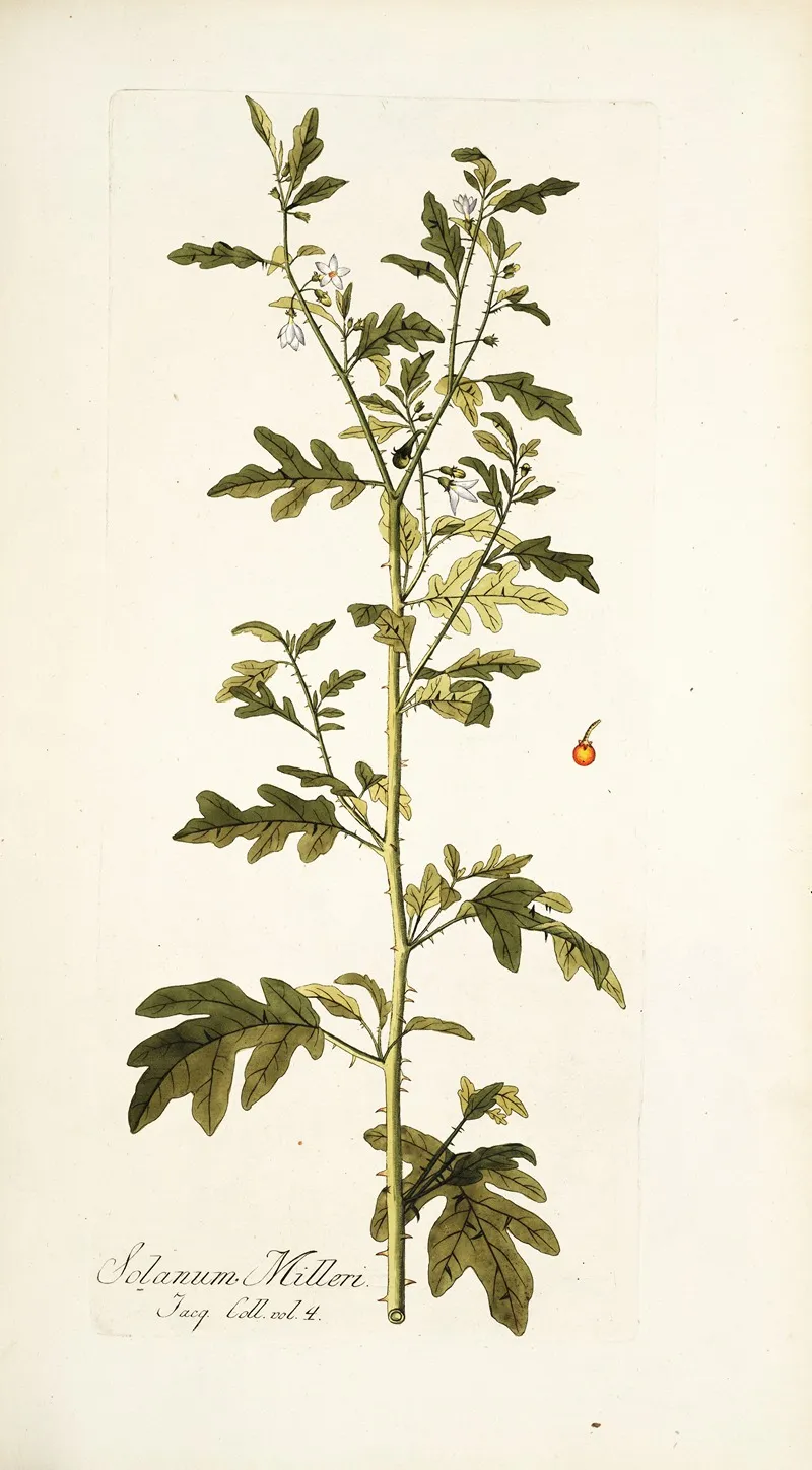 Solanum Milleri Wall Art by Nikolaus Joseph Freiherr von Jacquin - High-Resolution Digital Print
