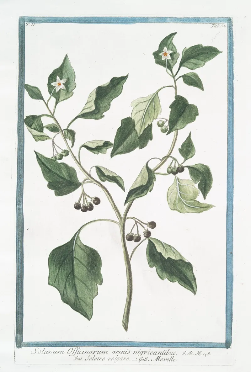 Solanum Officinarum Acinis Nigricantibus Solatro Volgare Morelle