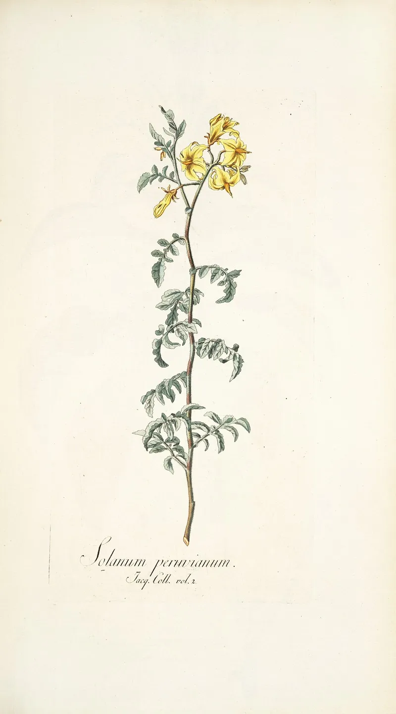Solanum Peruvianum Wall Art by Nikolaus Joseph Freiherr von Jacquin - High-Resolution Digital Print