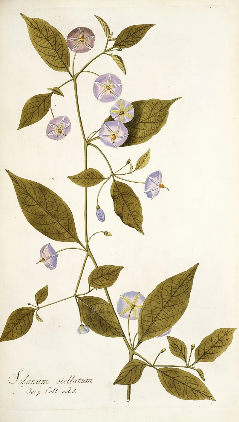 Solanum Stellatum Wall Art by Nikolaus Joseph Freiherr von Jacquin - High-Resolution Digital Print