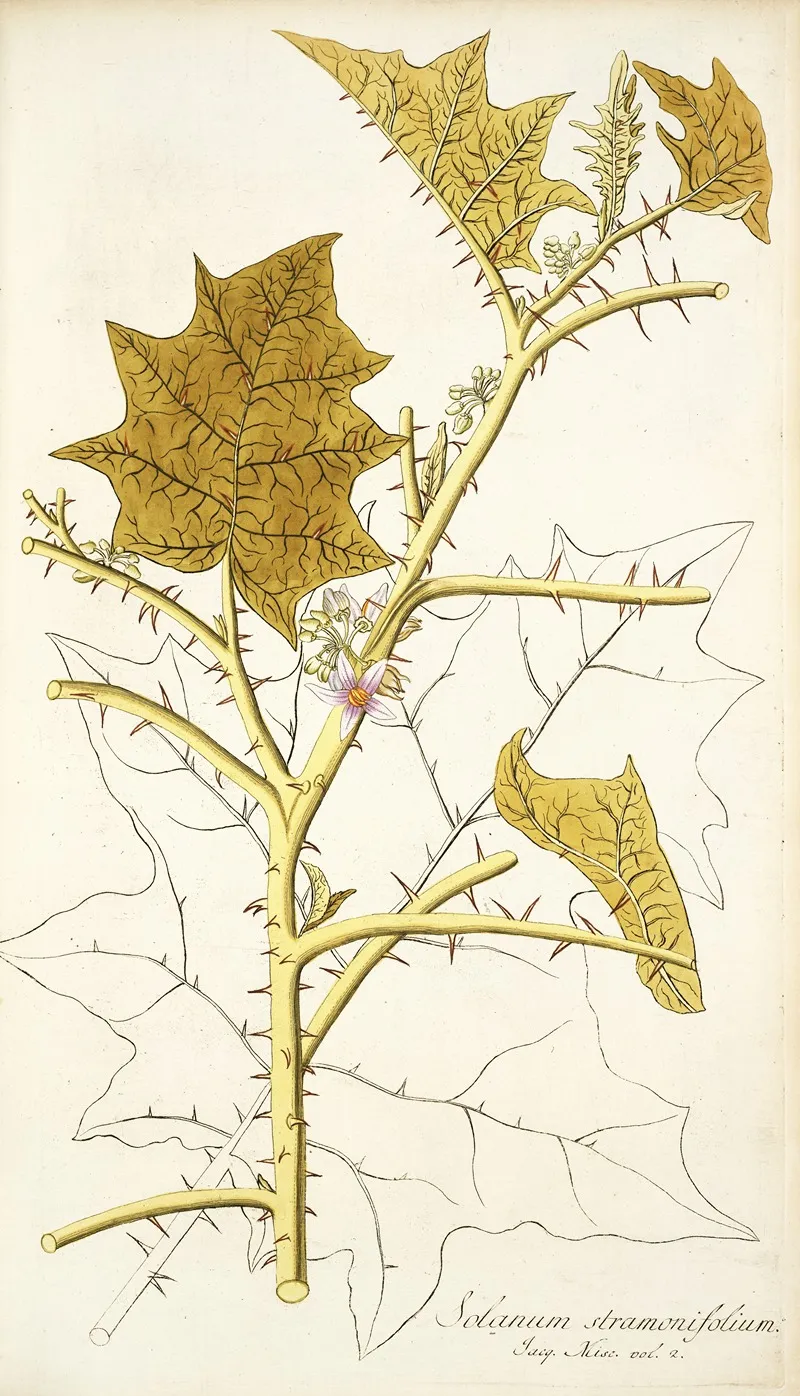Solanum Stramonifolium Wall Art by Nikolaus Joseph Freiherr von Jacquin - High-Resolution Digital Print