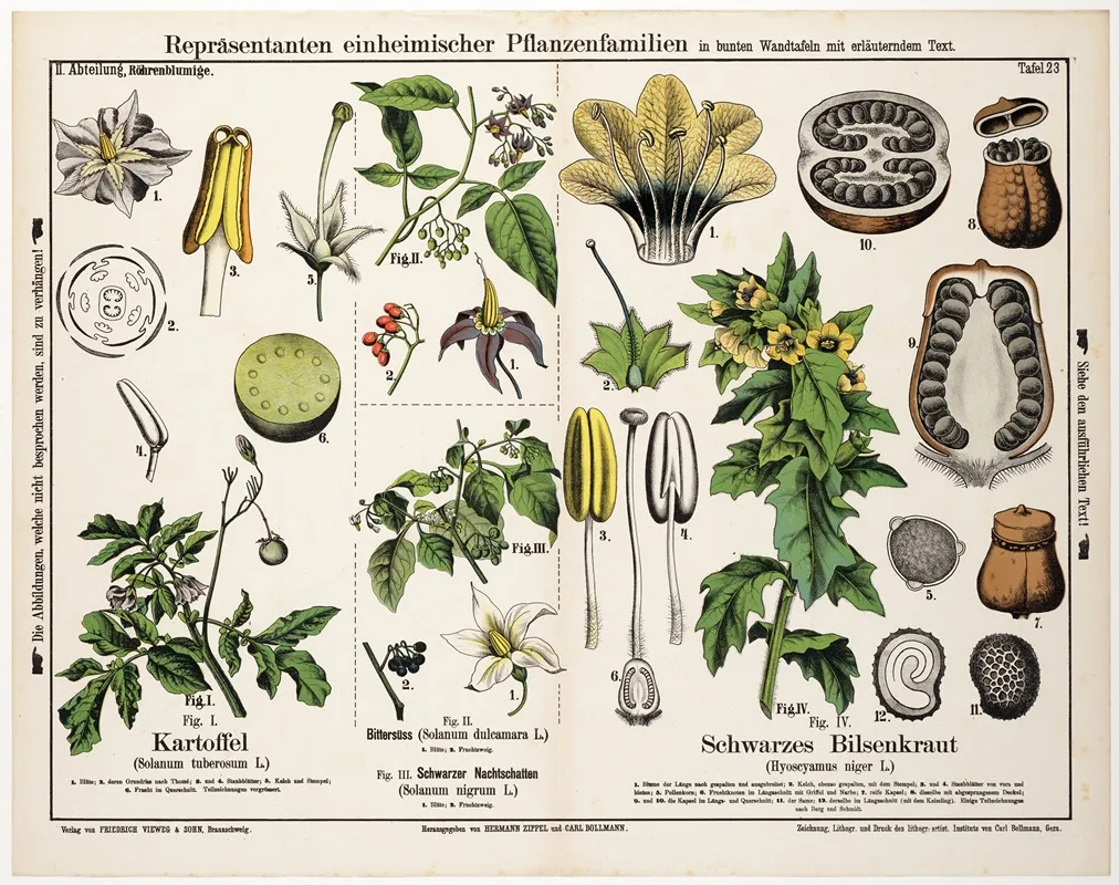 Solanum Tuberosum Solanum Dulcamara Solanum Nigrum Hyoscyamus Niger Wall Art by Hermann Zippel - High-Resolution Digital Print
