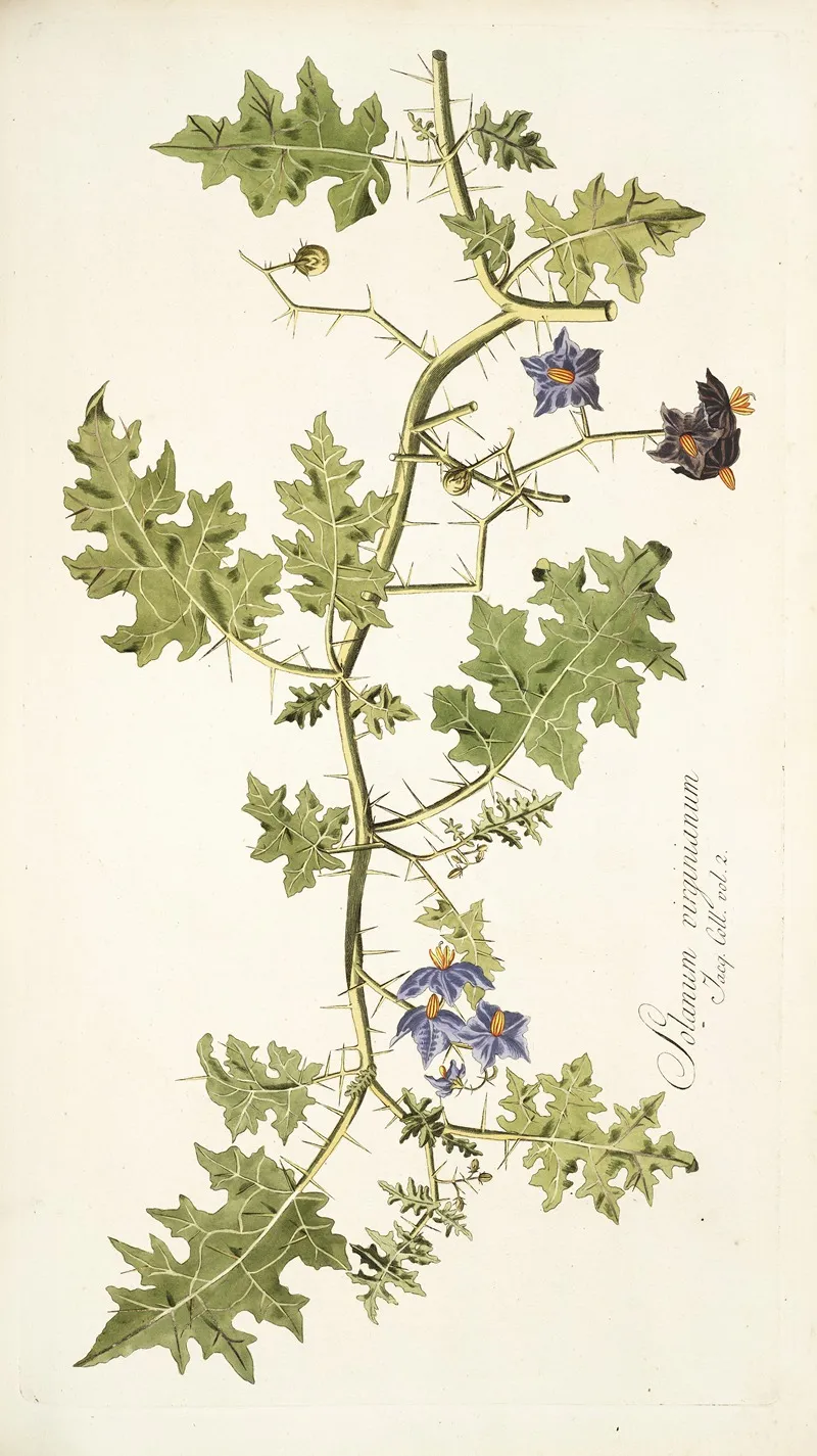 Solanum Virginianum Wall Art by Nikolaus Joseph Freiherr von Jacquin - High-Resolution Digital Print