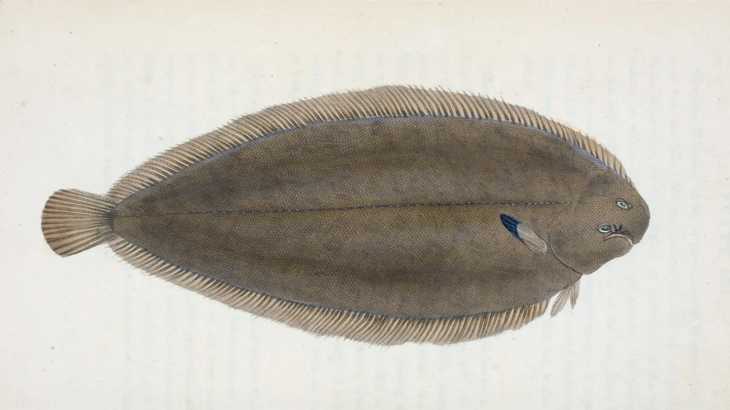 Sole Pleuronectes Solea Wall Art by Edward Donovan - High-Resolution Digital Print