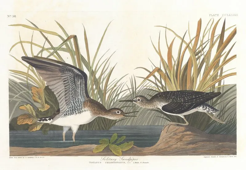 Solitary Sandpiper Wall Art by John James Audubon - High-Resolution Digital Print