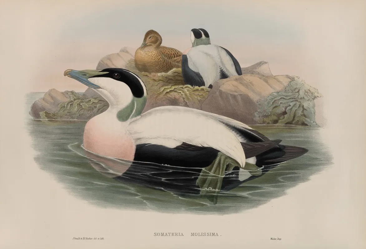 Somateria Molissima Wall Art by John Gould - High-Resolution Digital Print