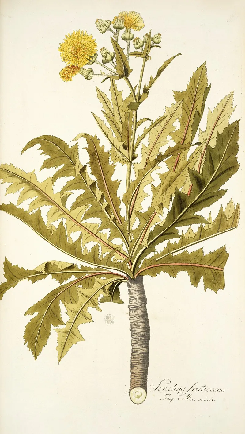 Sonchus Fruticosus Wall Art by Nikolaus Joseph Freiherr von Jacquin - High-Resolution Digital Print