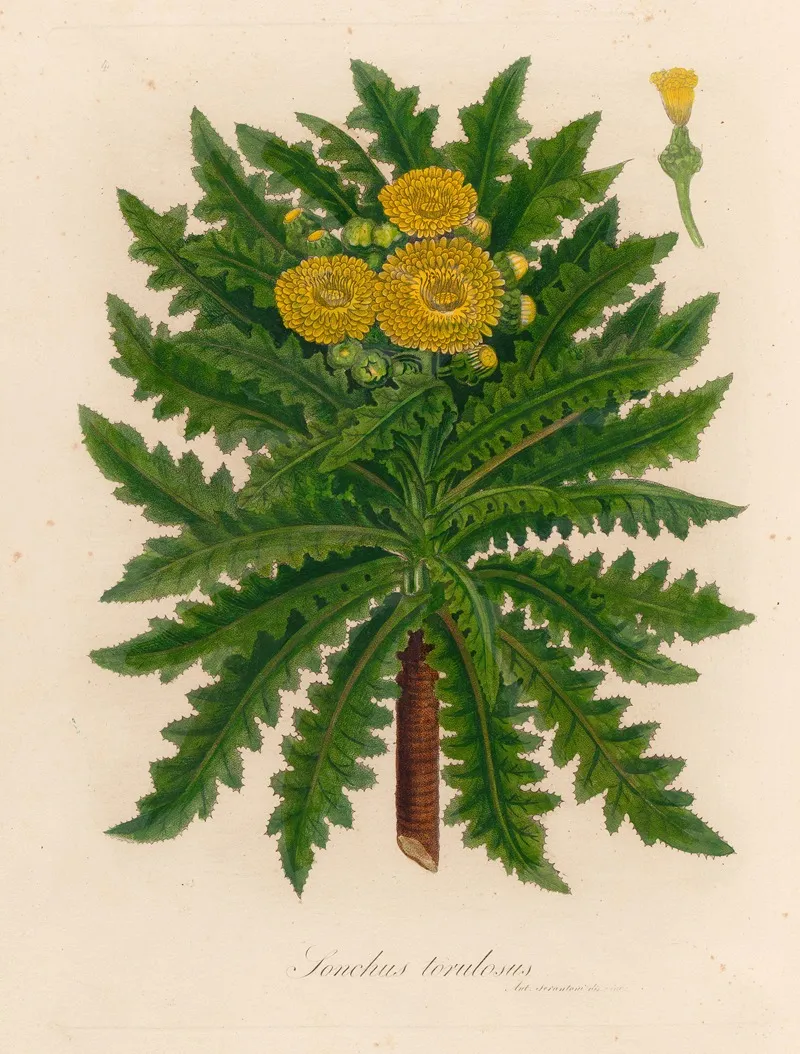 Sonchus Torulosus Wall Art by Gaetano Savi - High-Resolution Digital Print