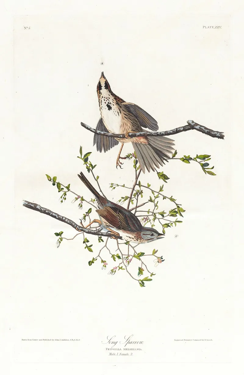 Song Sparrow Wall Art by John James Audubon - High-Resolution Digital Print