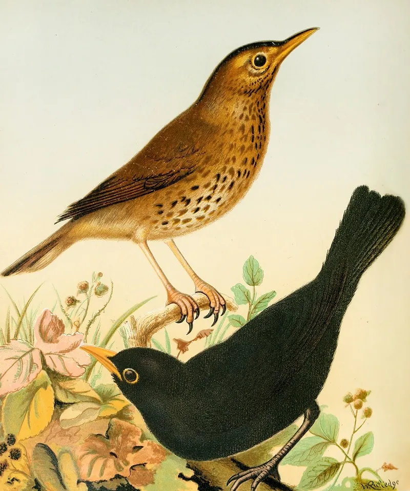 Song Thrush And Blackbird Wall Art by W. A . Blakston - High-Resolution Digital Print