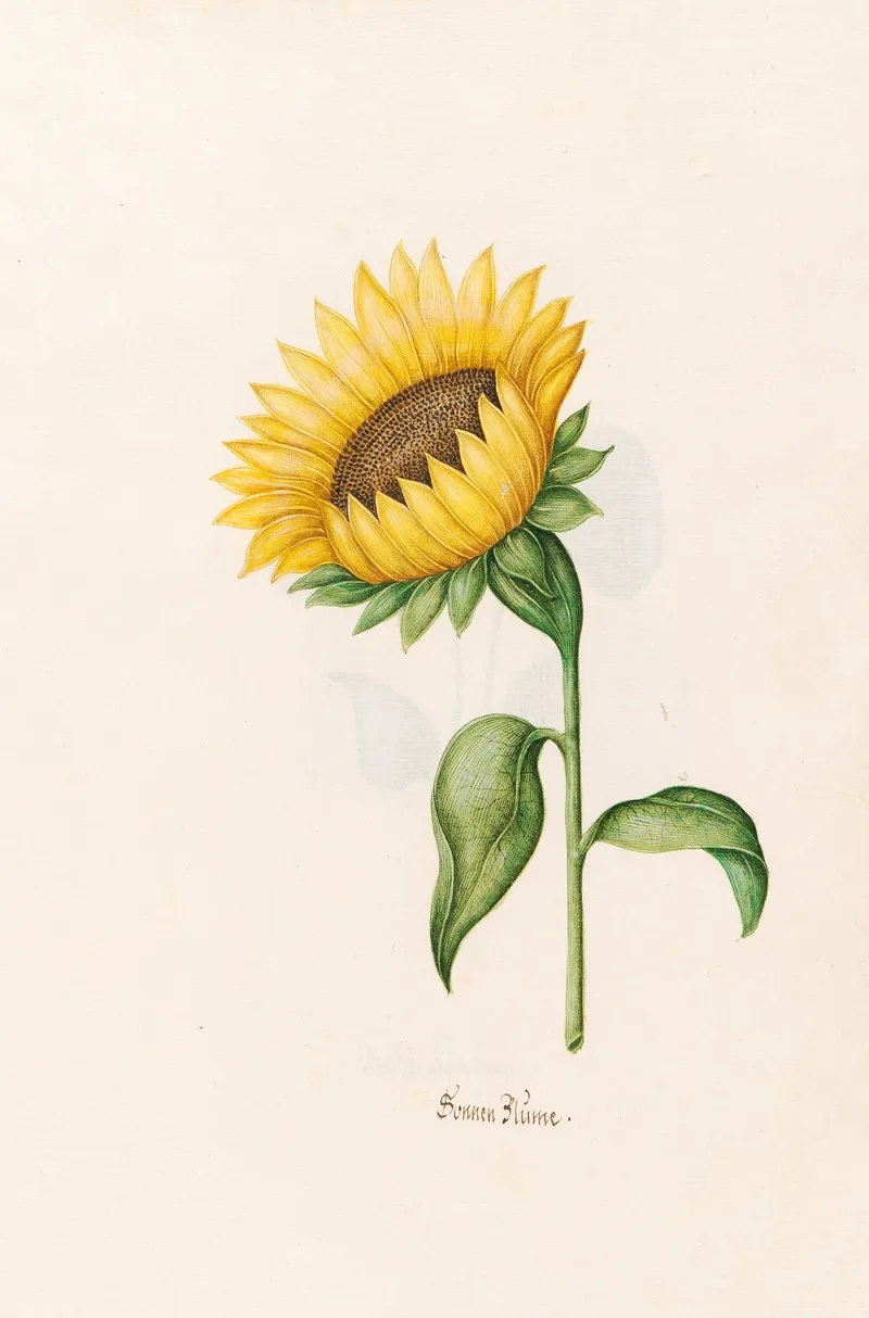 Sonnen Blume Wall Art by Magdelena Rosina Funck - High-Resolution Digital Print
